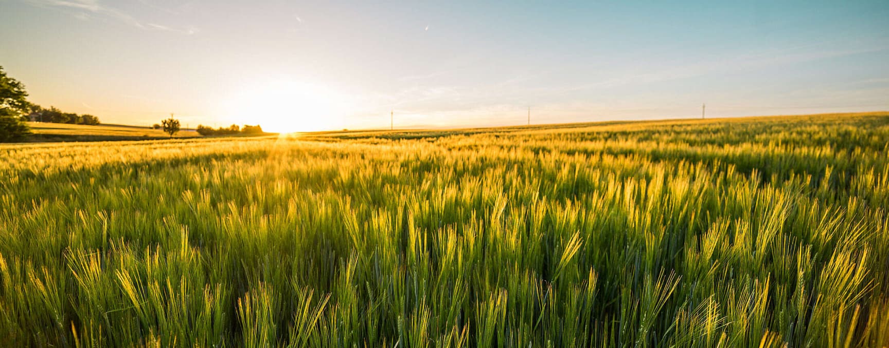 wheat field