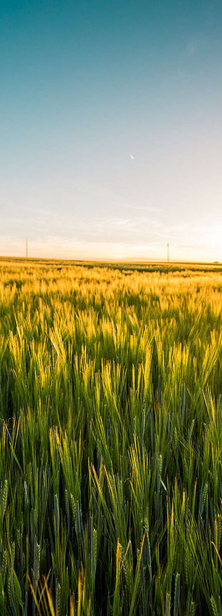 wheat field
